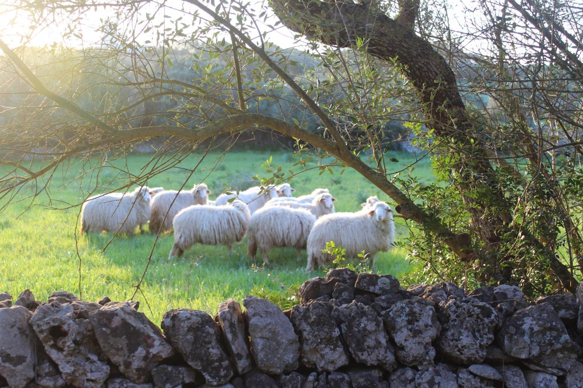 Agroturismo Santa Mariana Alaior Dış mekan fotoğraf