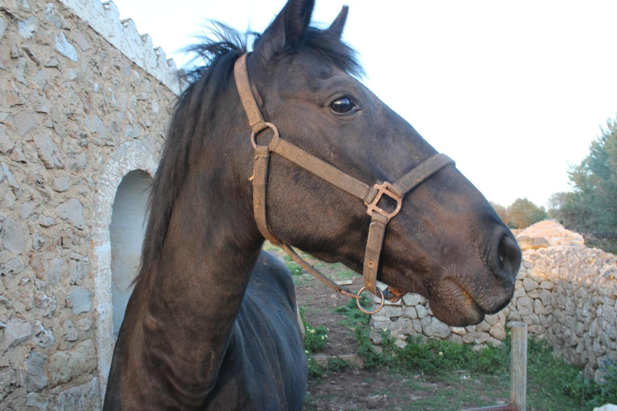 Agroturismo Santa Mariana Alaior Dış mekan fotoğraf