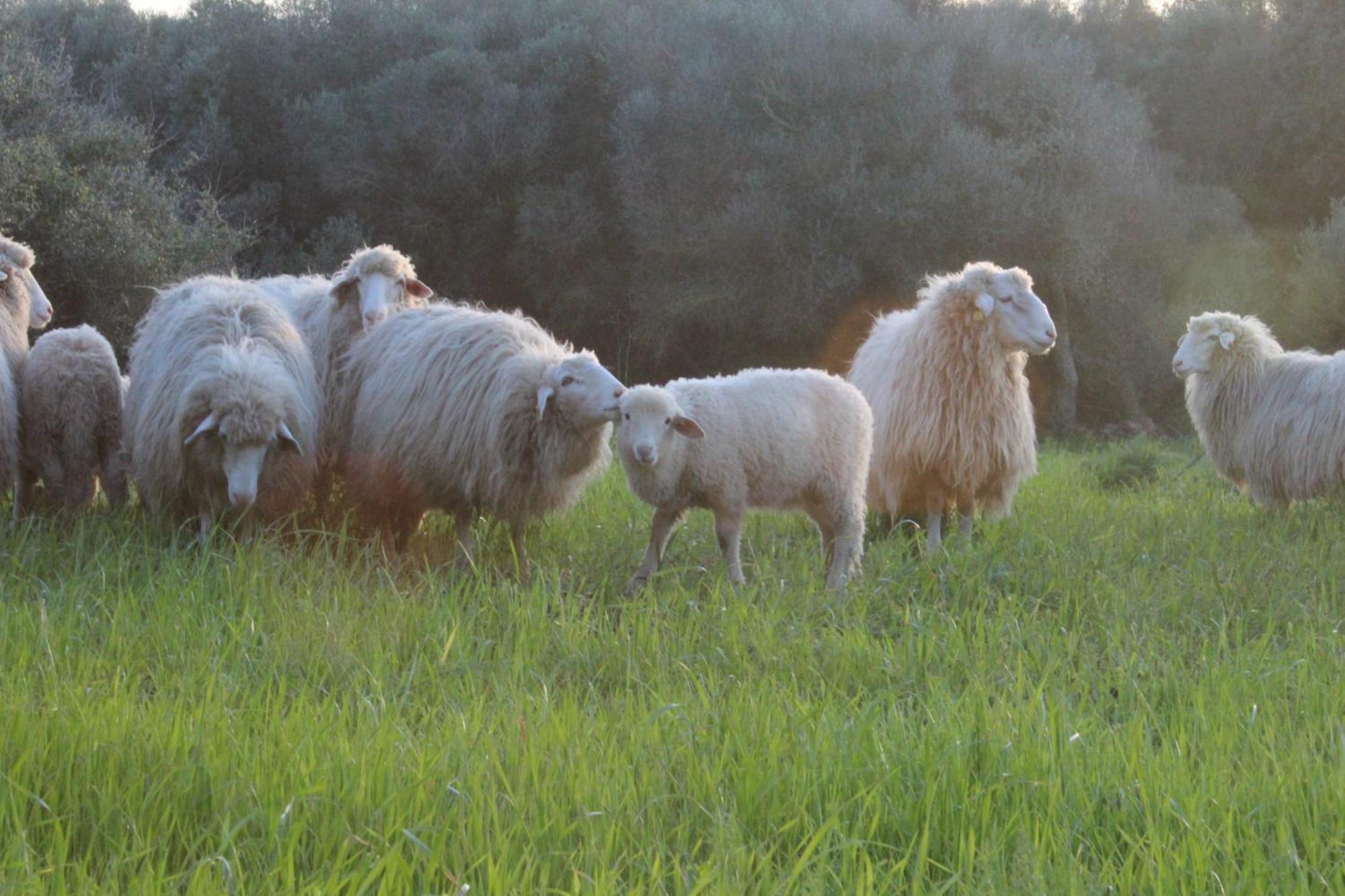 Agroturismo Santa Mariana Alaior Dış mekan fotoğraf