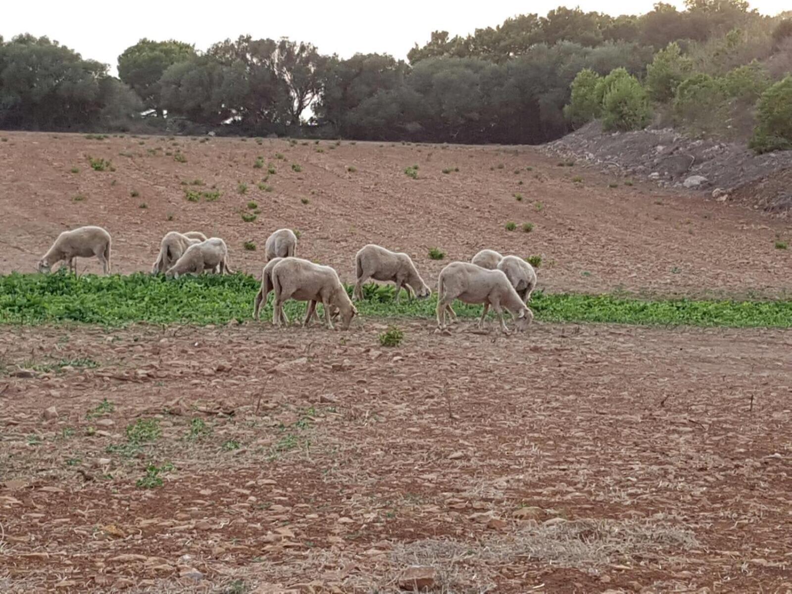 Agroturismo Santa Mariana Alaior Dış mekan fotoğraf