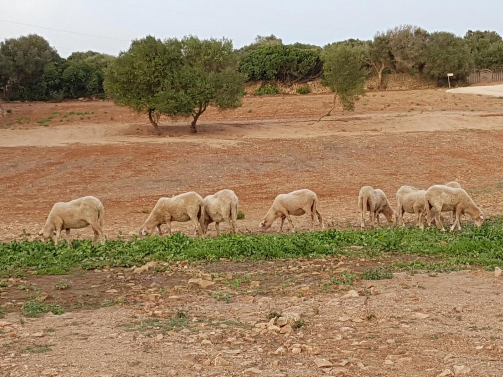 Agroturismo Santa Mariana Alaior Dış mekan fotoğraf