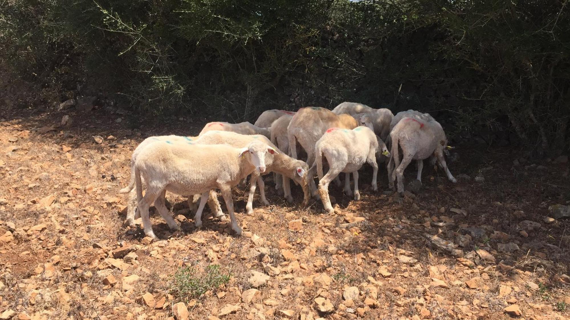 Agroturismo Santa Mariana Alaior Dış mekan fotoğraf
